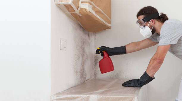 Professional Attic Mold Remediation technician working in Suitland, MD