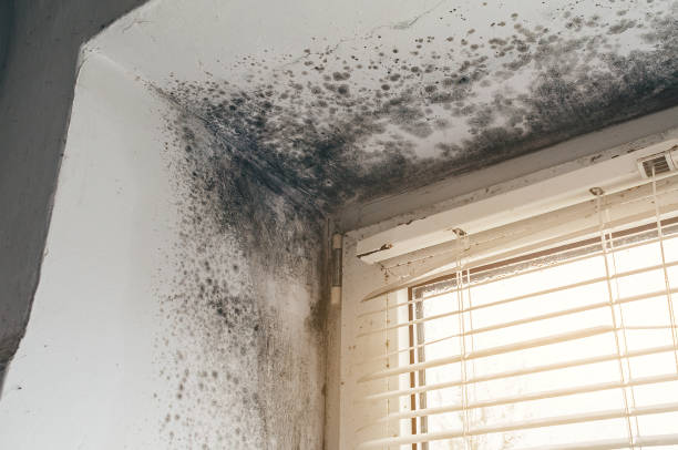 Affordable Attic Mold Remediation solutions in Suitland, MD