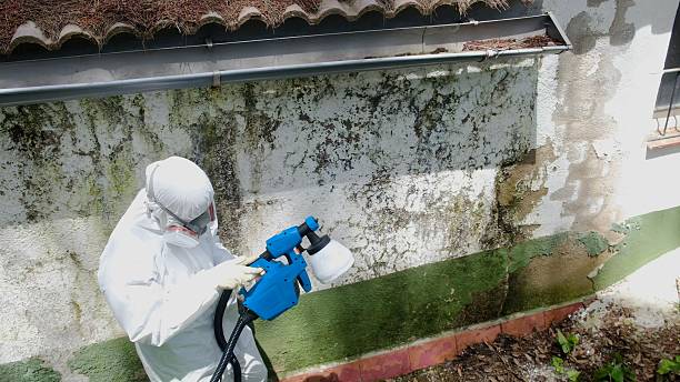 Top rated local Attic Mold Remediation specialists in Suitland, MD